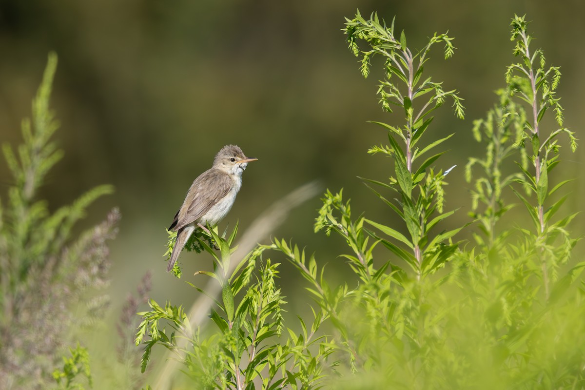 Marsh Warbler - Alexander Thomas