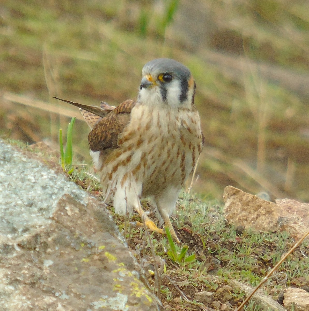 American Kestrel - ML622167403