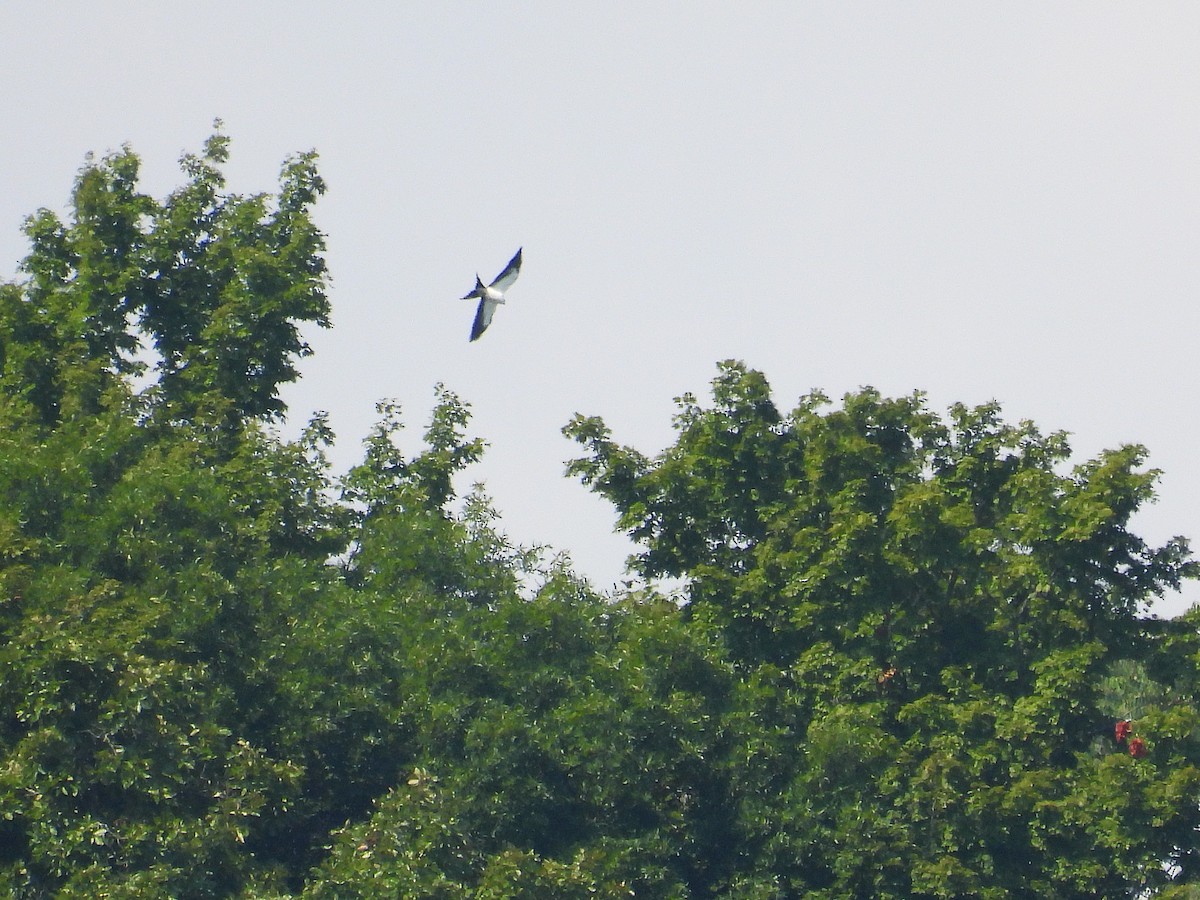 Swallow-tailed Kite - ML622167422