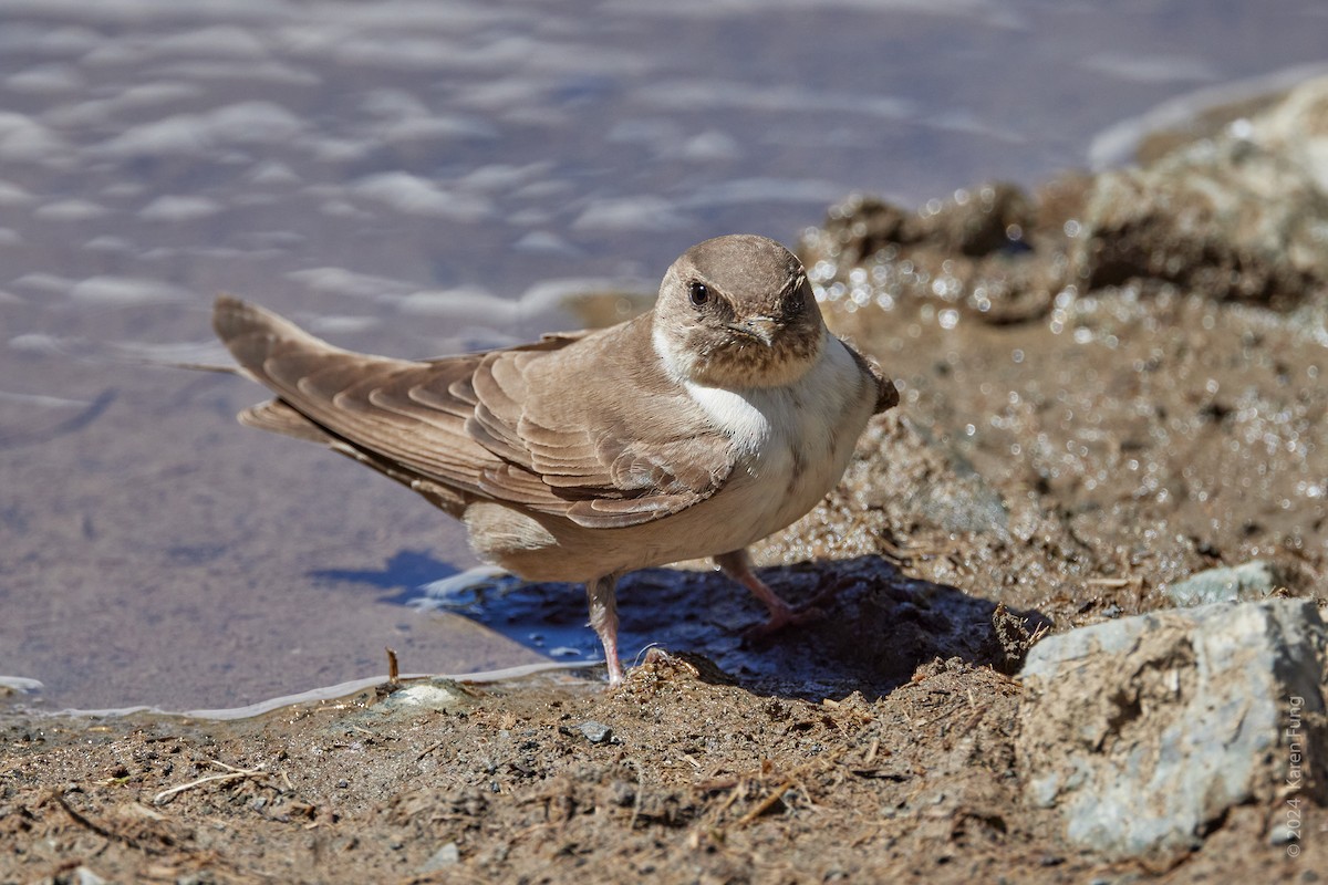 Eurasian Crag-Martin - ML622167439