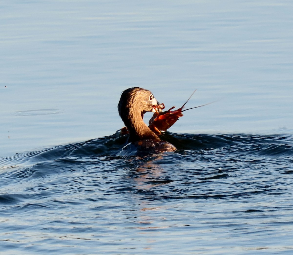 Pied-billed Grebe - ML622167477