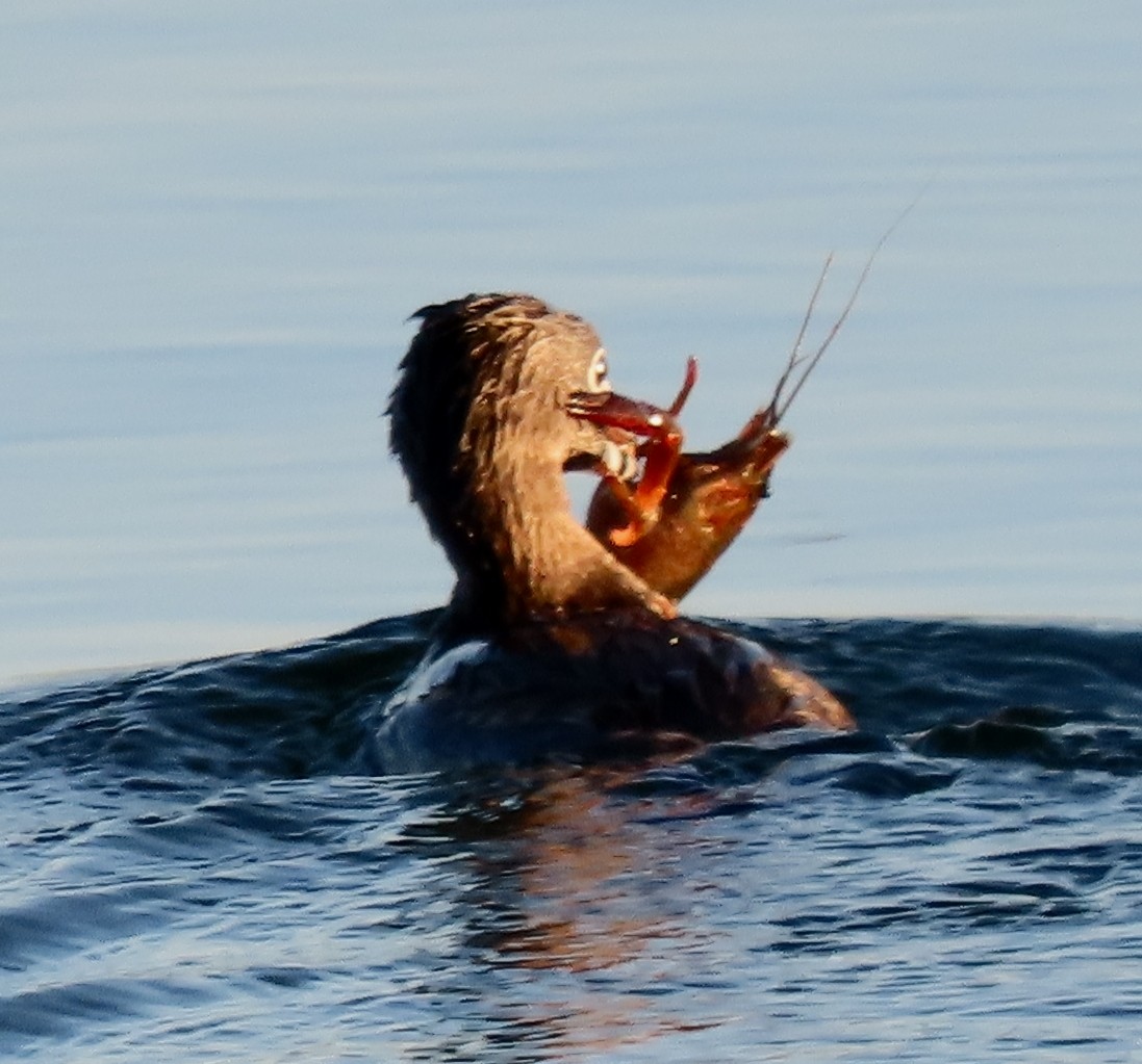 Pied-billed Grebe - ML622167478