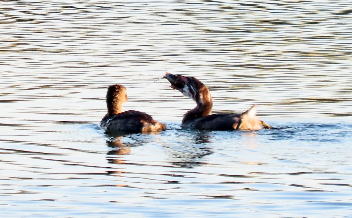 Pied-billed Grebe - ML622167481