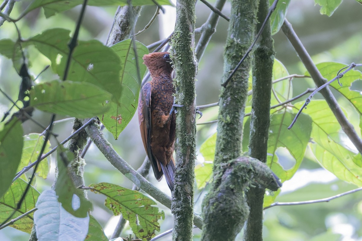 Waved Woodpecker (Scale-breasted) - ML622167482