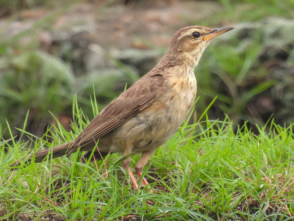 Pipit à long bec - ML622167498