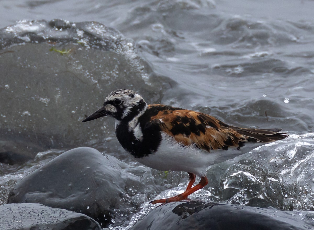 Ruddy Turnstone - ML622167506