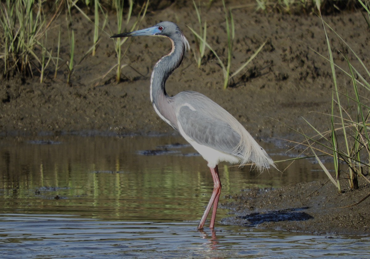 Tricolored Heron - ML622167557