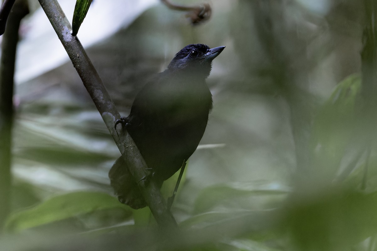 Black Bushbird - ML622167599