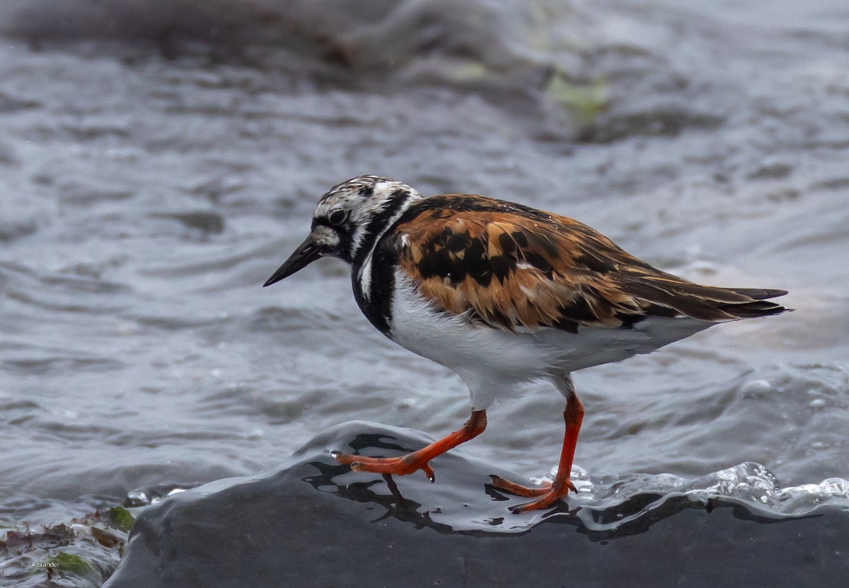 Ruddy Turnstone - ML622167624