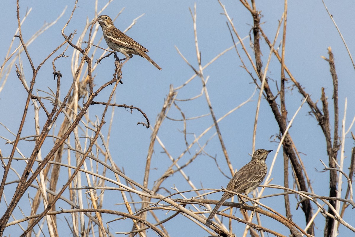 Lark Bunting - ML622167638