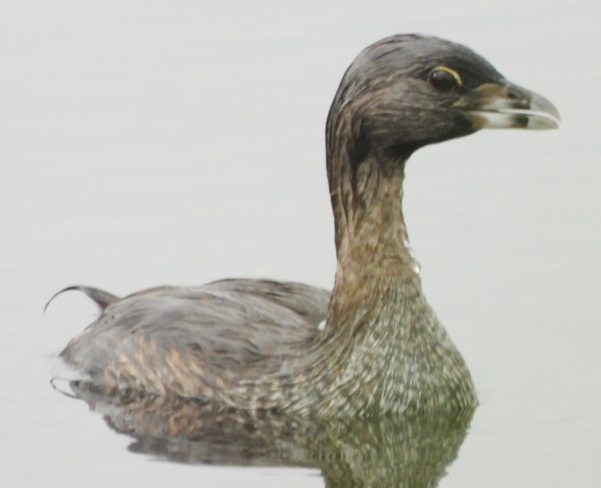 Pied-billed Grebe - ML622167657