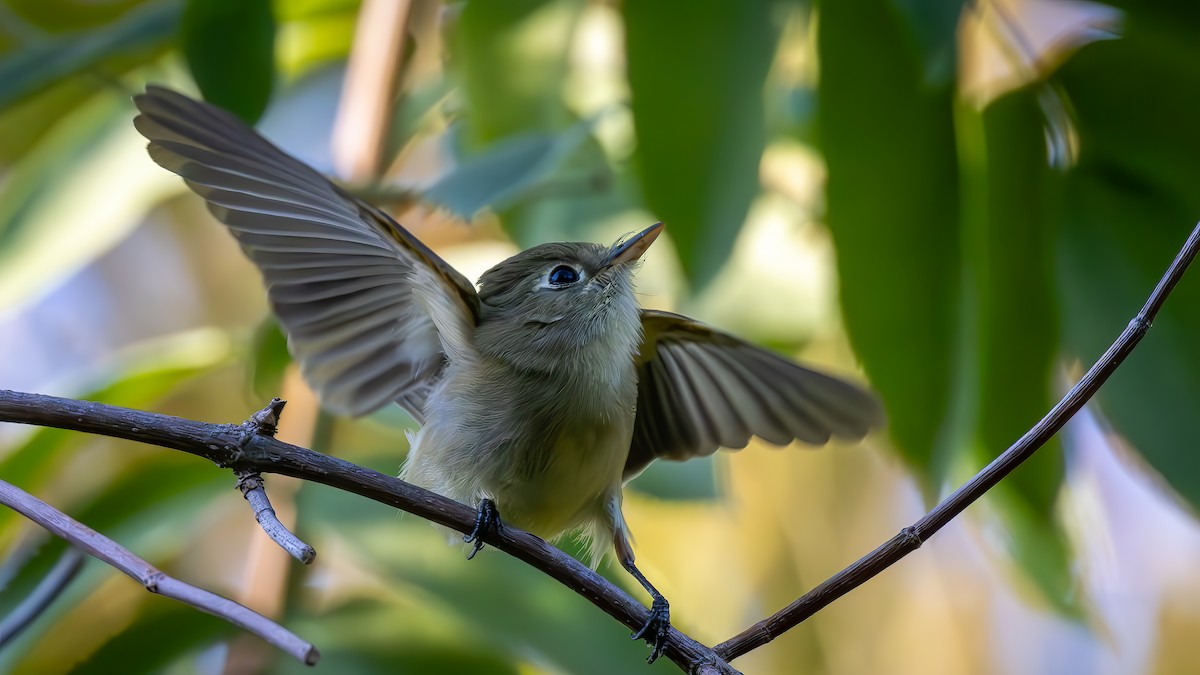 Western Flycatcher - ML622167658