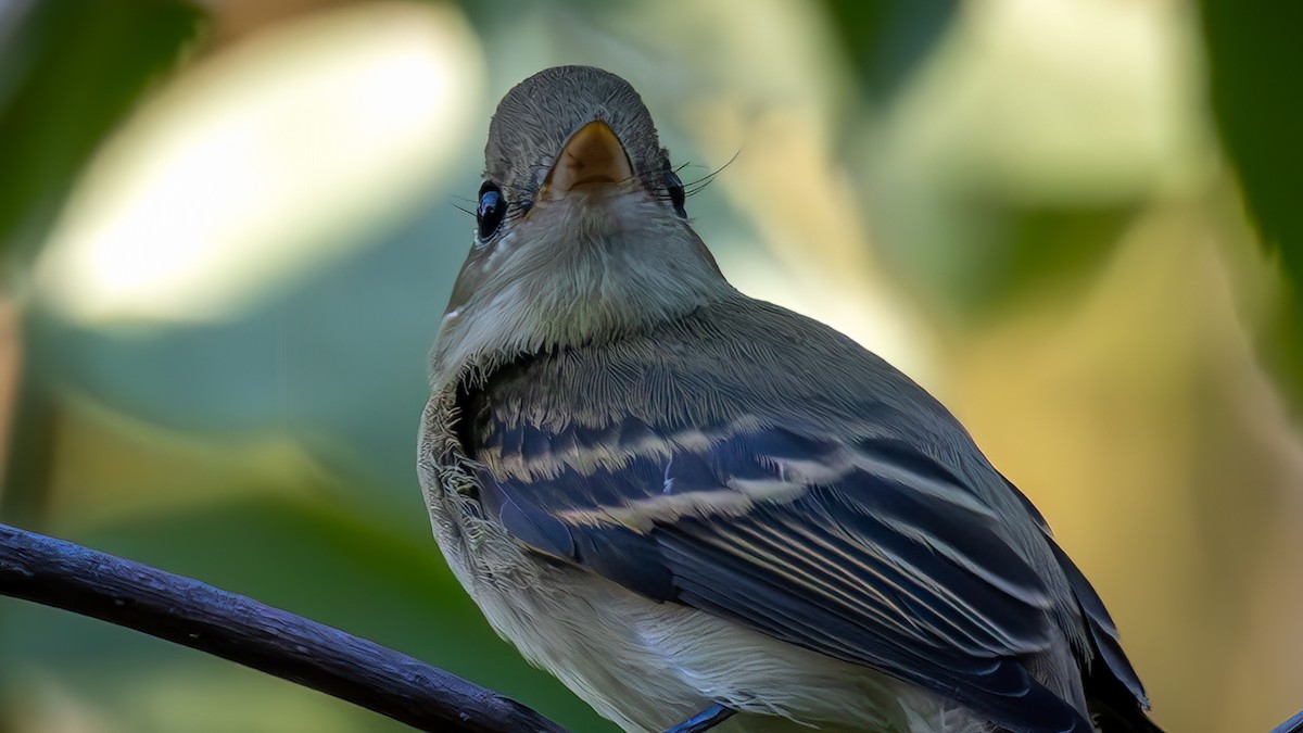 Western Flycatcher - ML622167670