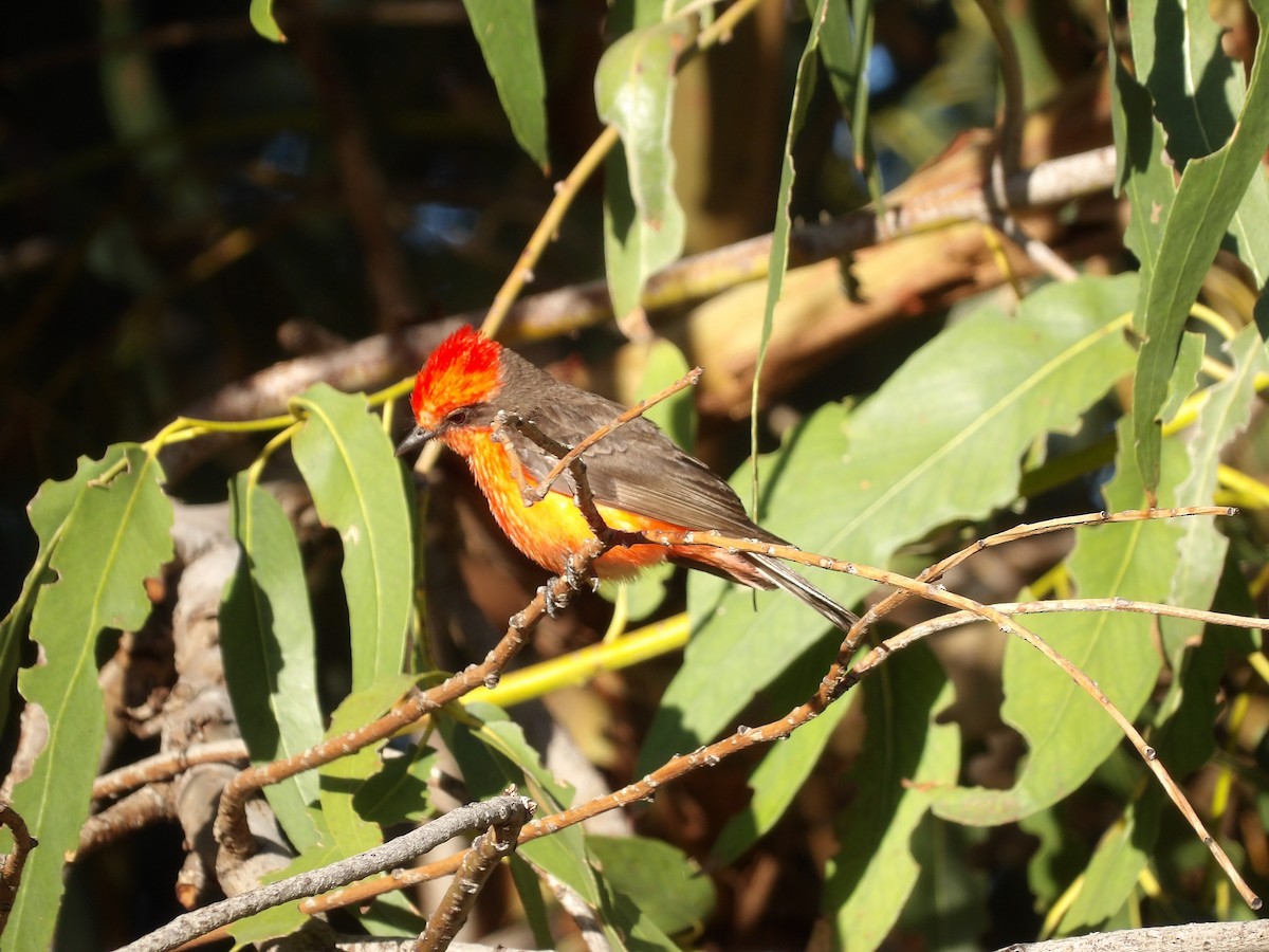 Vermilion Flycatcher - ML622167823
