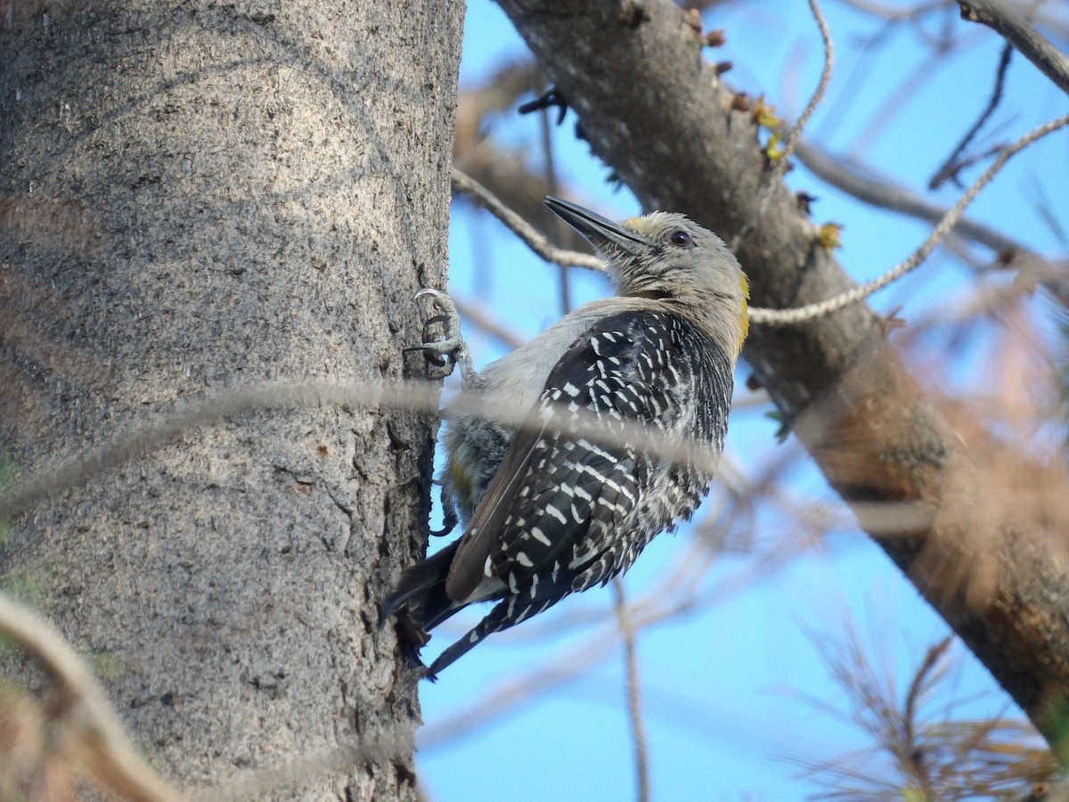 Golden-fronted Woodpecker - ML622167835
