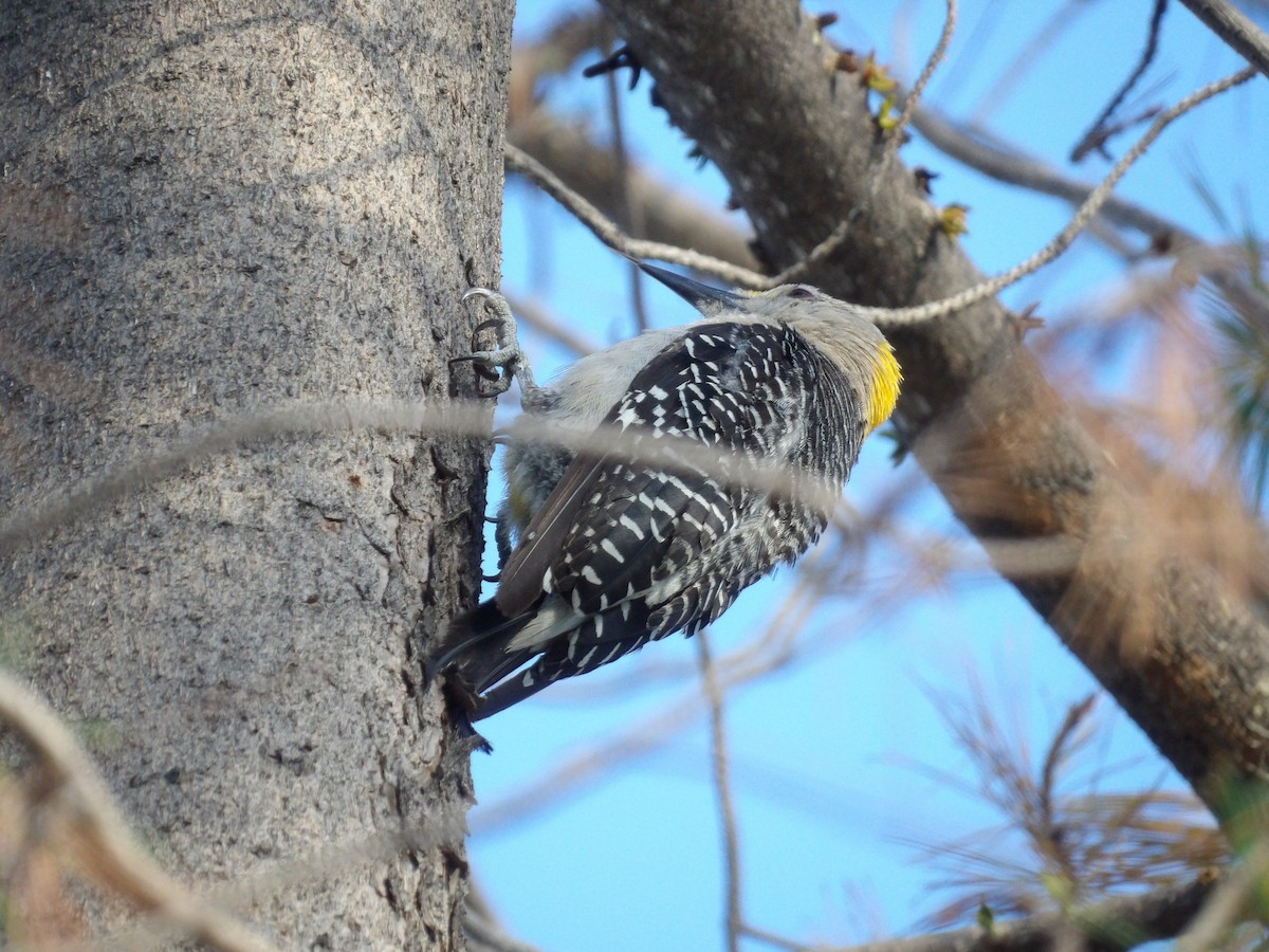 Golden-fronted Woodpecker - ML622167861