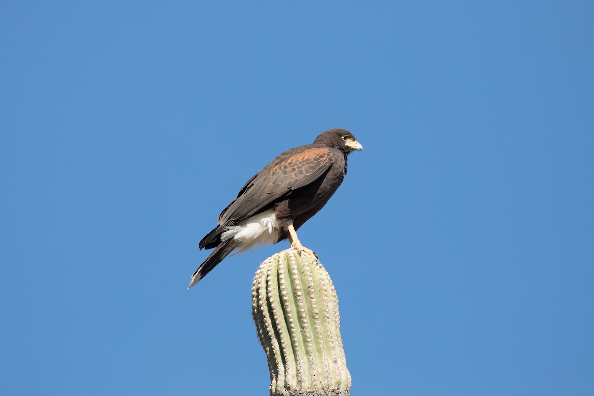 Harris's Hawk - ML622167867