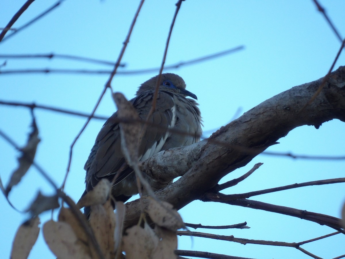 White-winged Dove - ML622167890
