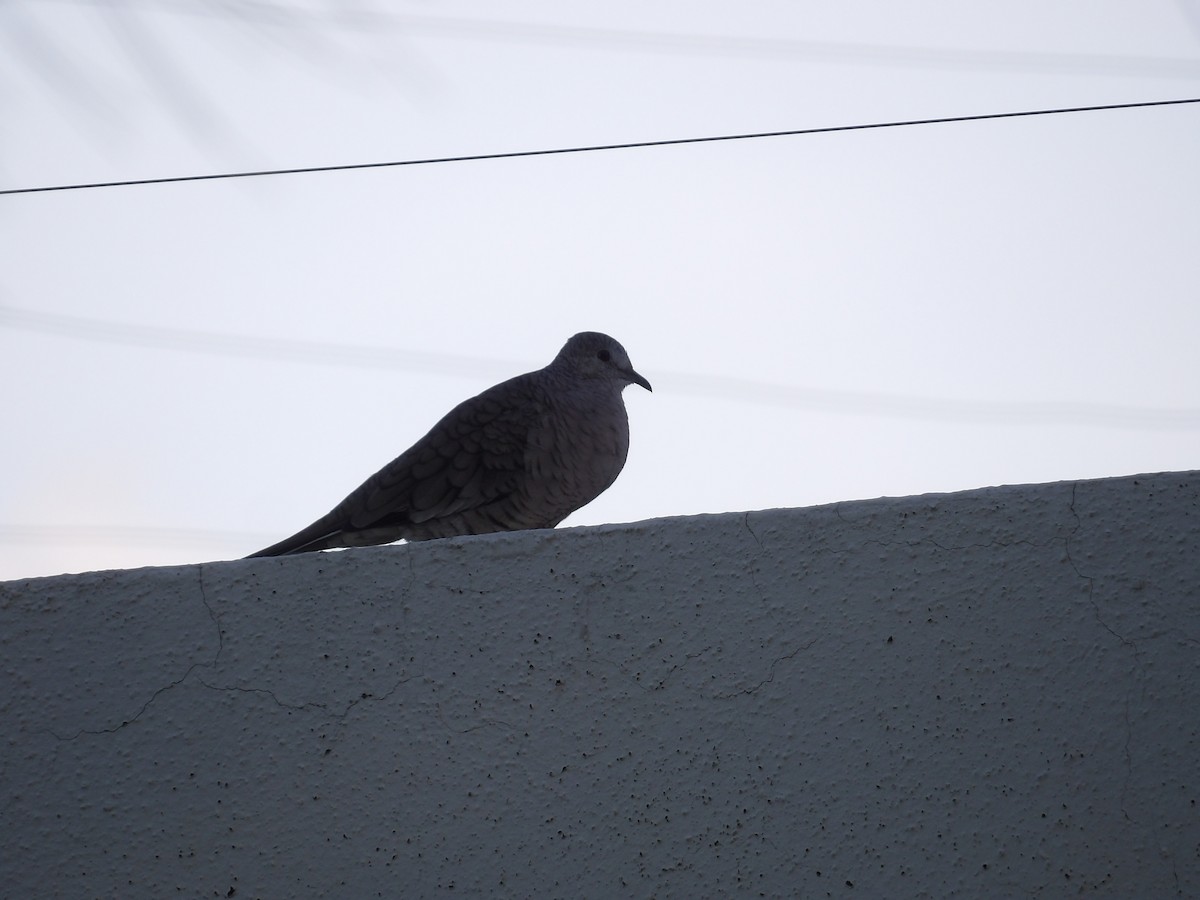 Inca Dove - ML622167911