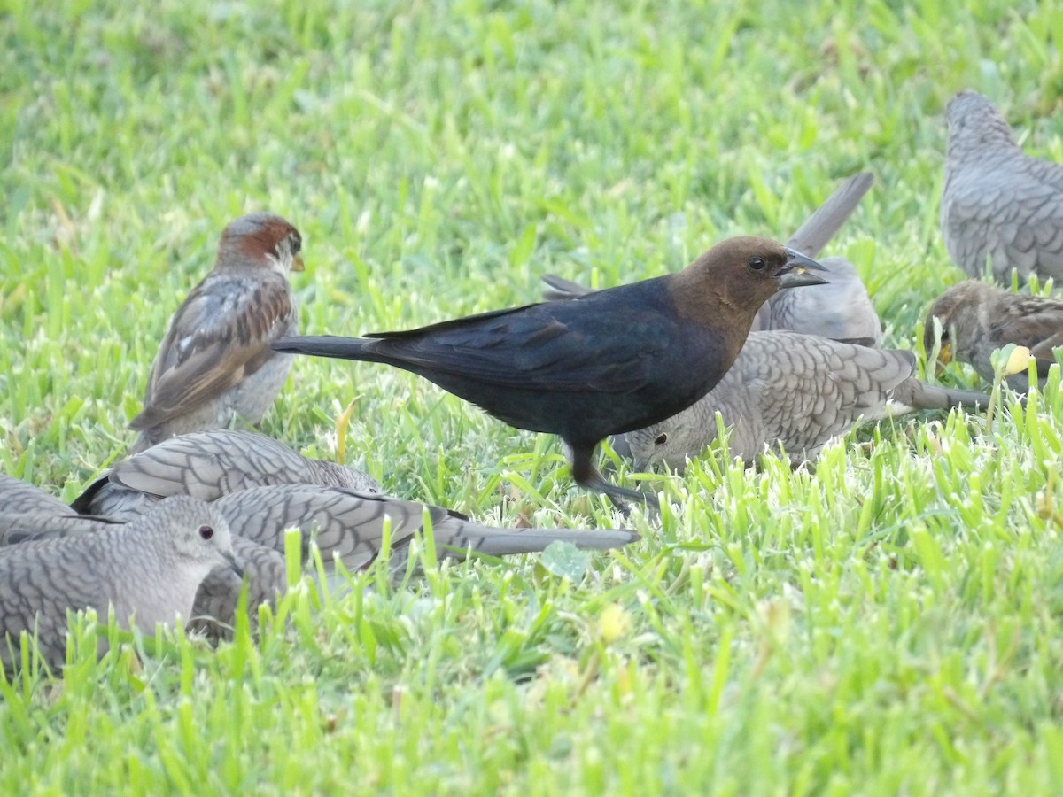 Brown-headed Cowbird - ML622167935