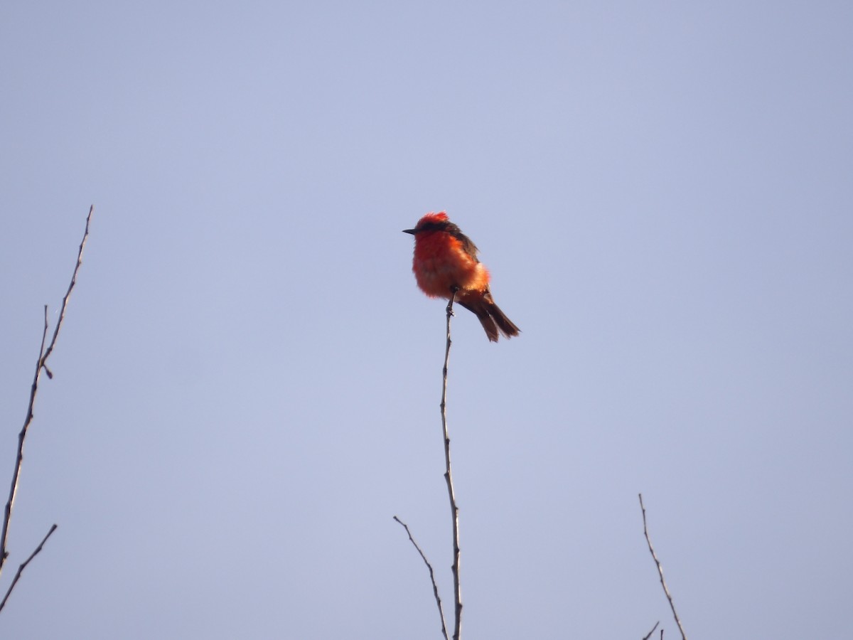 Vermilion Flycatcher - ML622167960