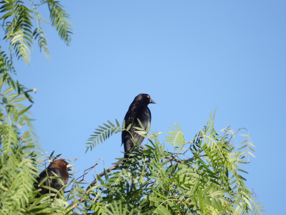 Bronzed Cowbird - ML622167965