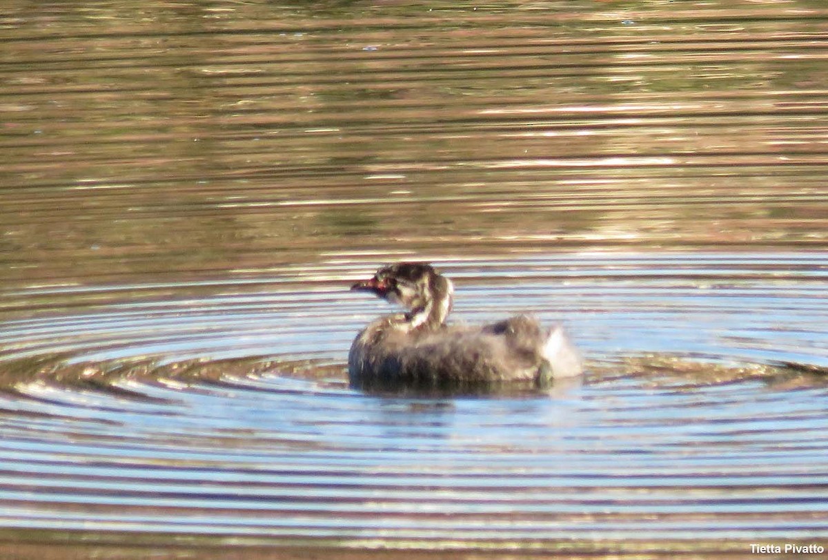 Pied-billed Grebe - ML622167985