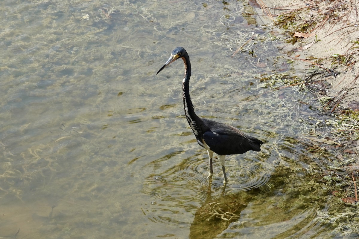 Tricolored Heron - ML622167999