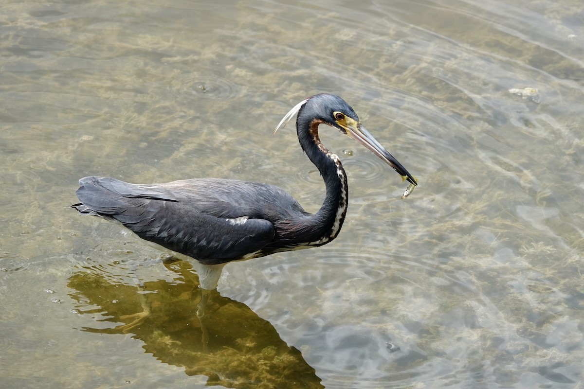 Tricolored Heron - ML622168000