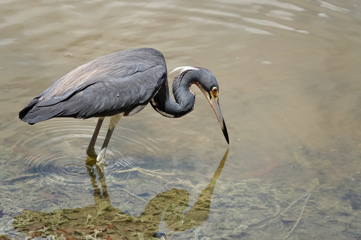 Tricolored Heron - ML622168007