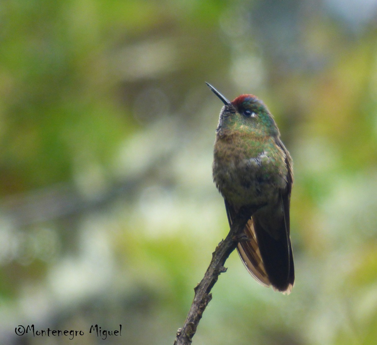 Colibrí Capirrufo - ML62216801