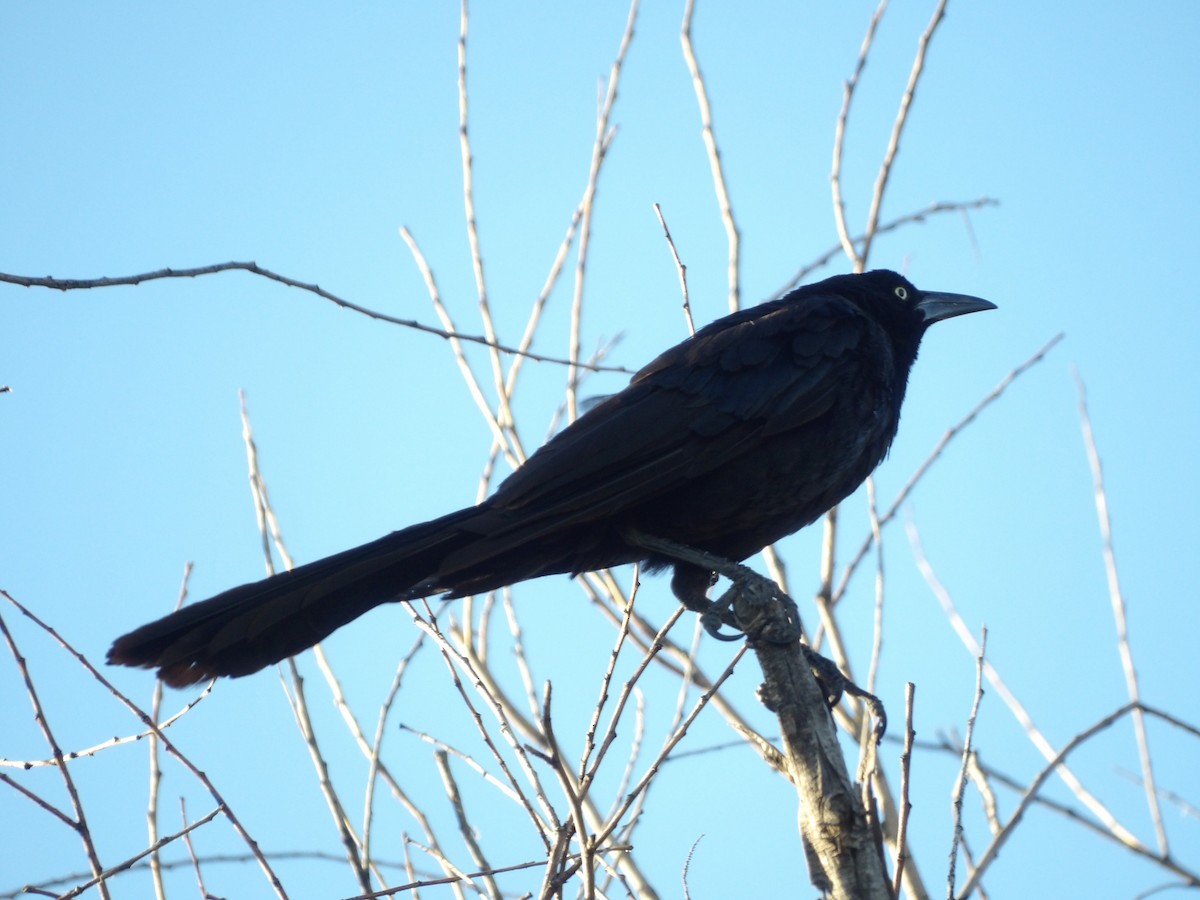 Great-tailed Grackle - ML622168035