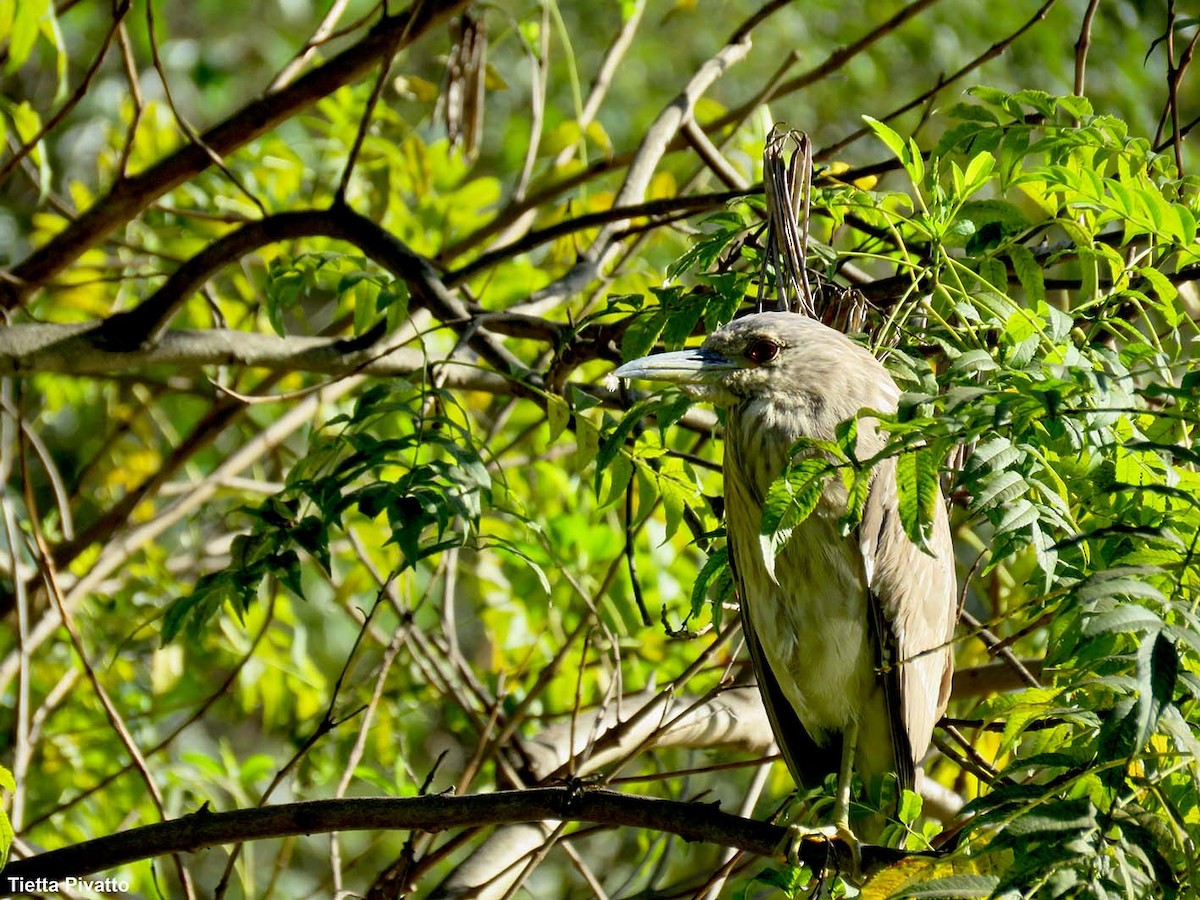 Black-crowned Night Heron - Maria Antonietta Castro Pivatto