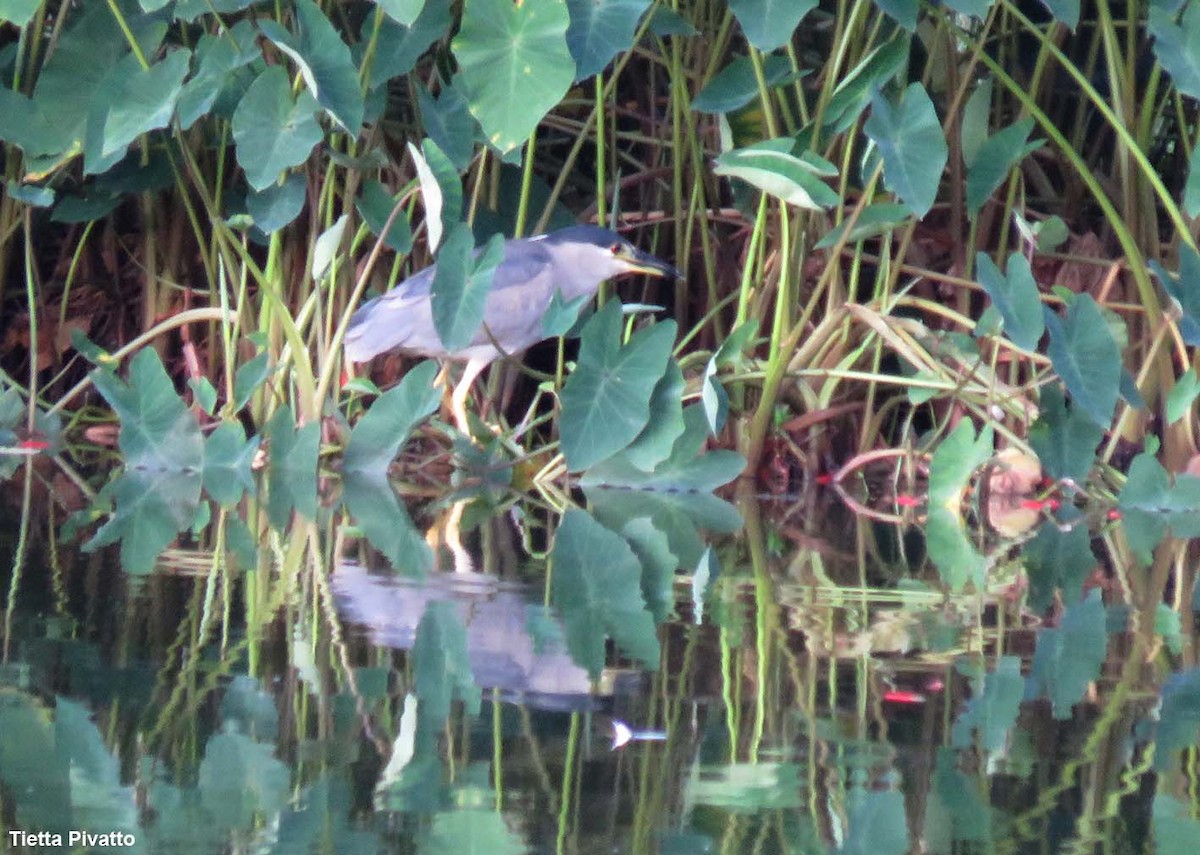 Black-crowned Night Heron - ML622168053