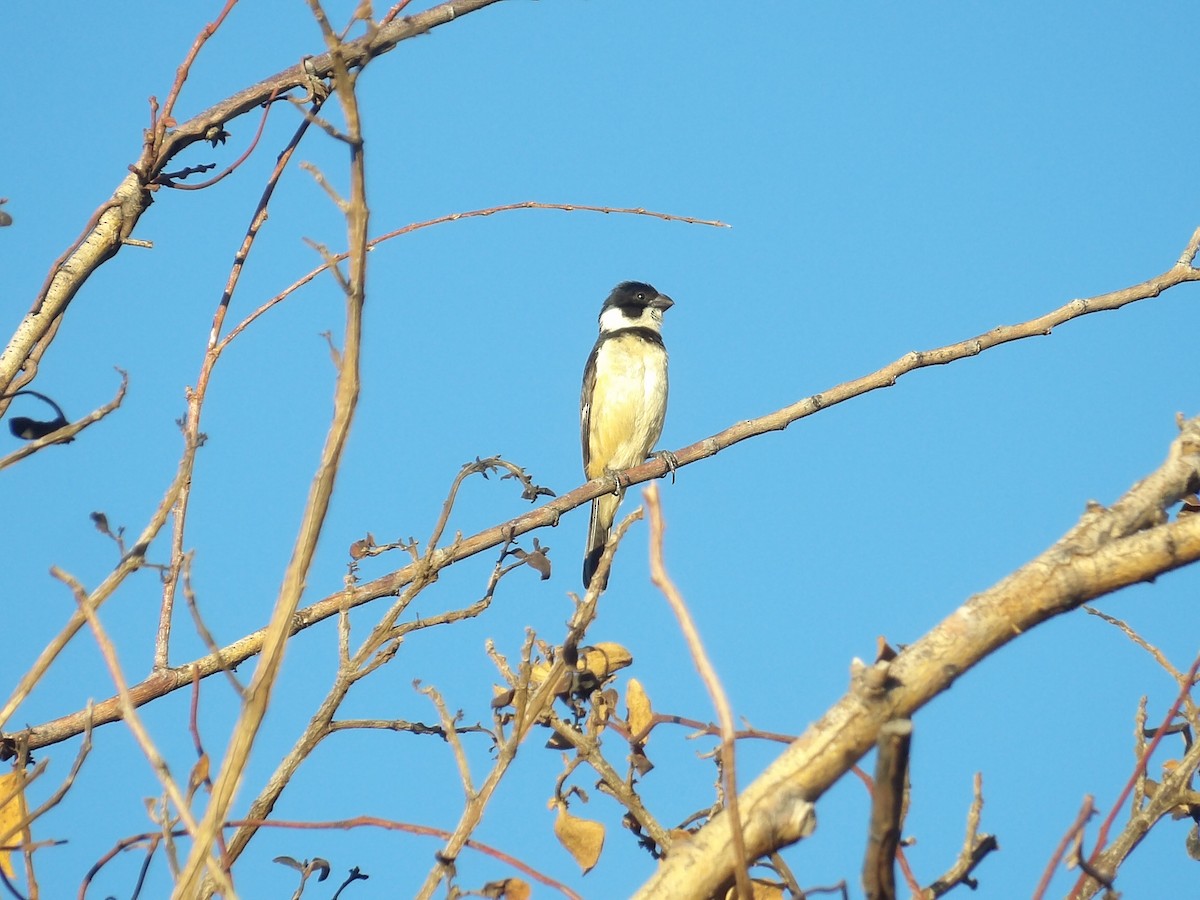 Cinnamon-rumped Seedeater - ML622168065