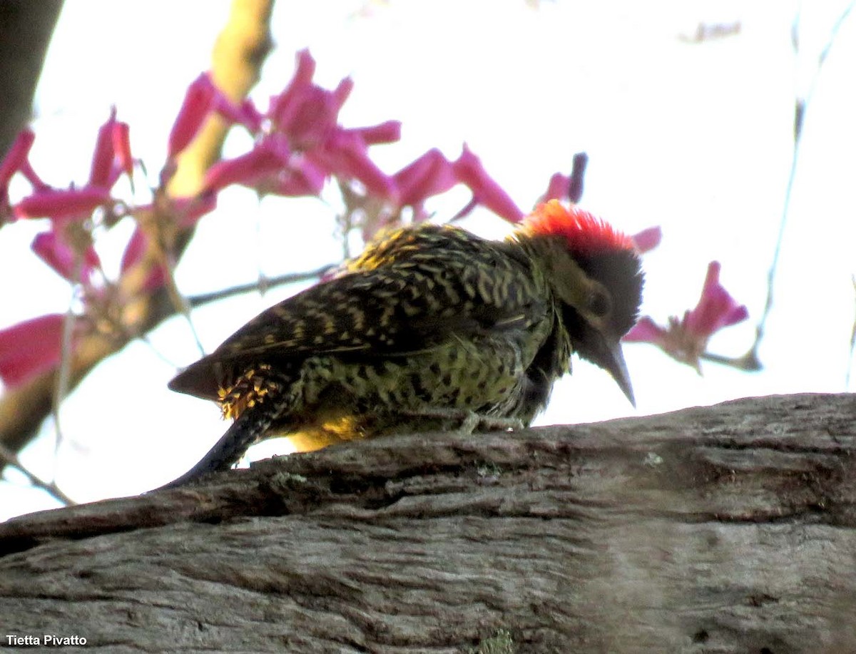 Green-barred Woodpecker - ML622168090