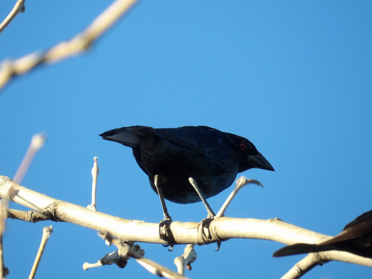 Bronzed Cowbird - ML622168105