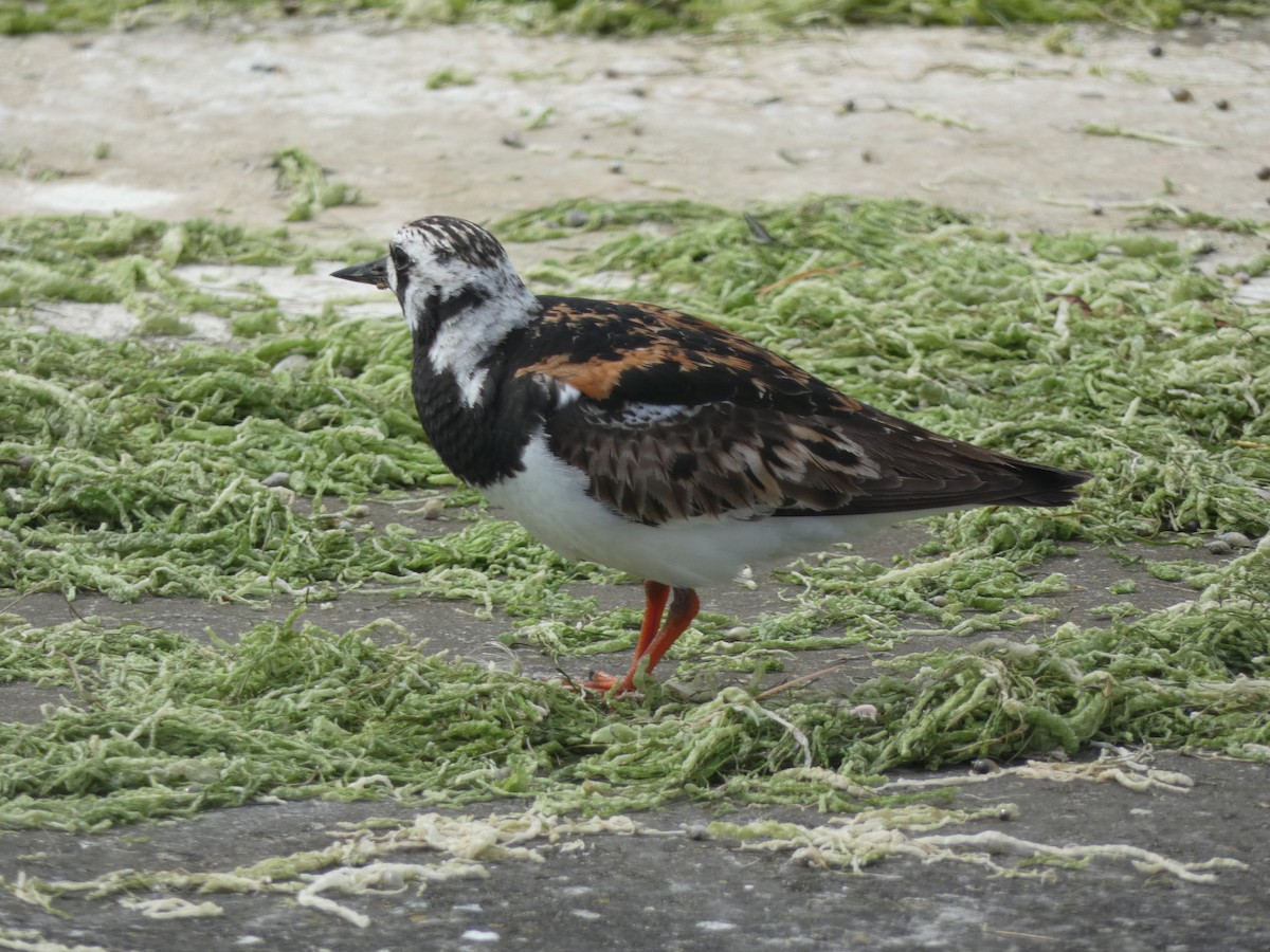 Ruddy Turnstone - ML622168120