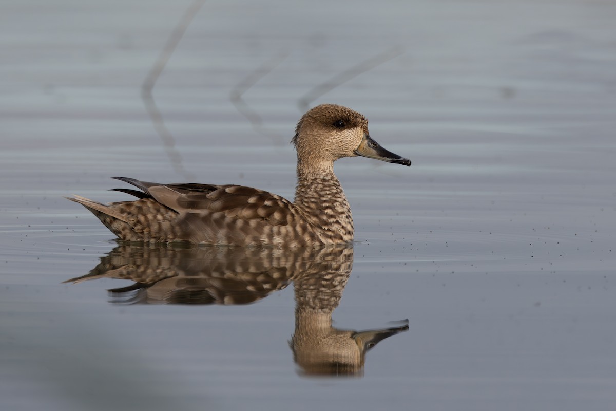 Marbled Duck - ML622168123