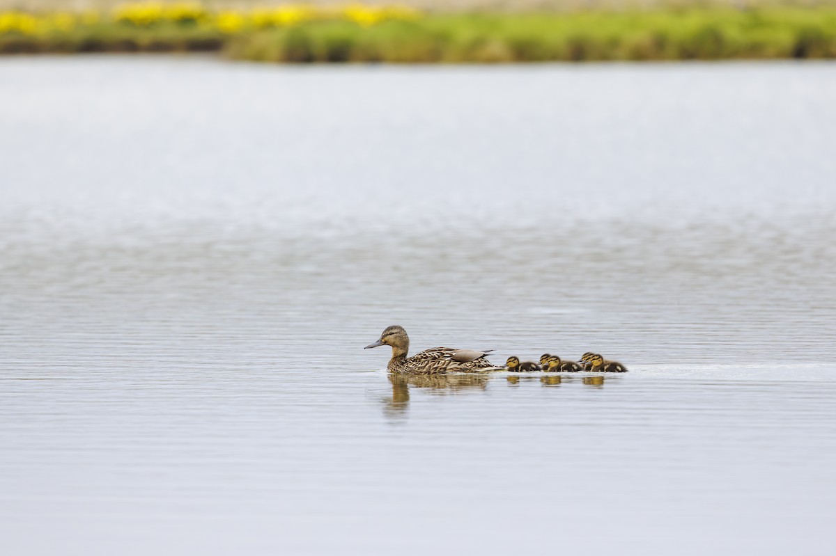 Canard colvert - ML622168156