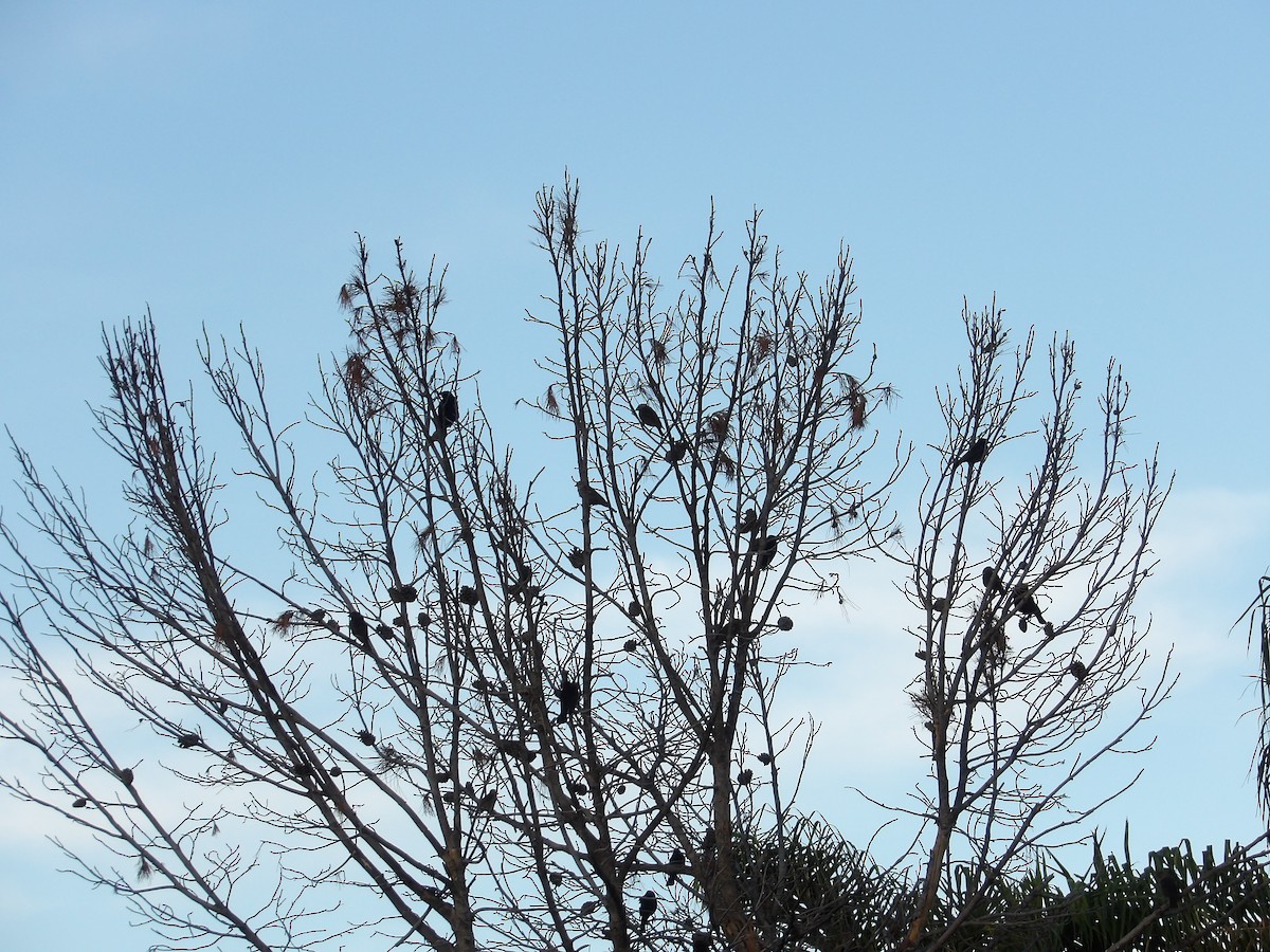 Bronzed Cowbird - ML622168164