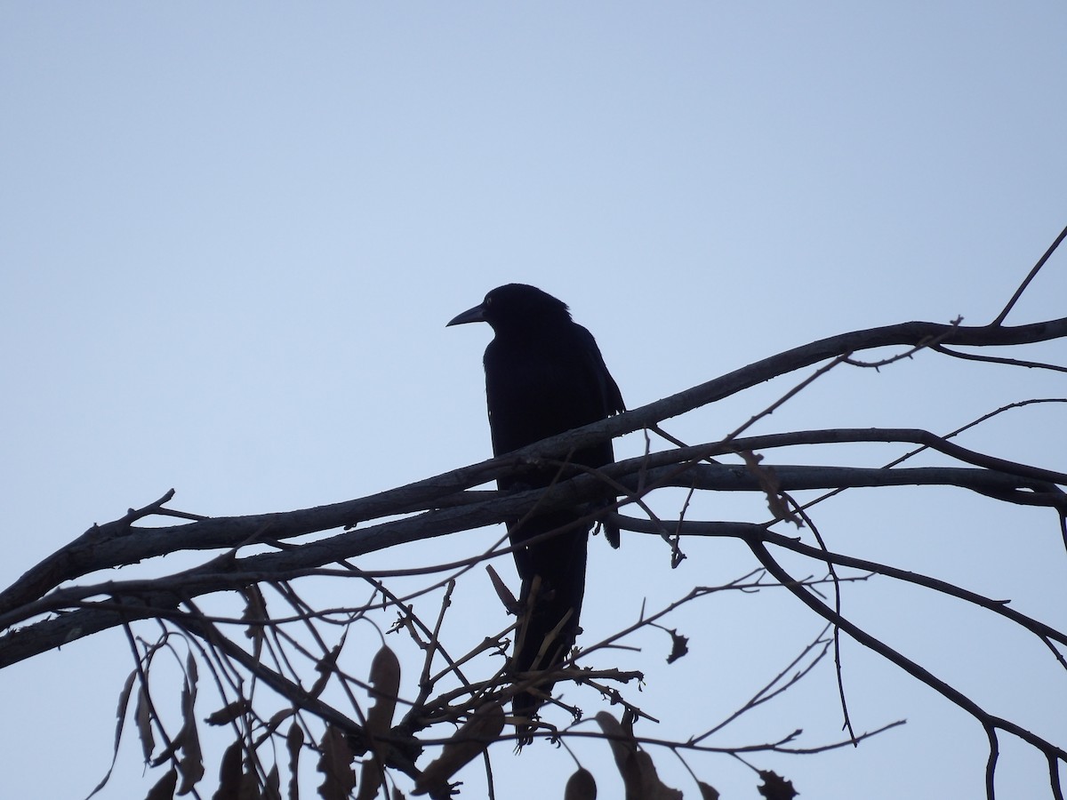 Great-tailed Grackle - ML622168185