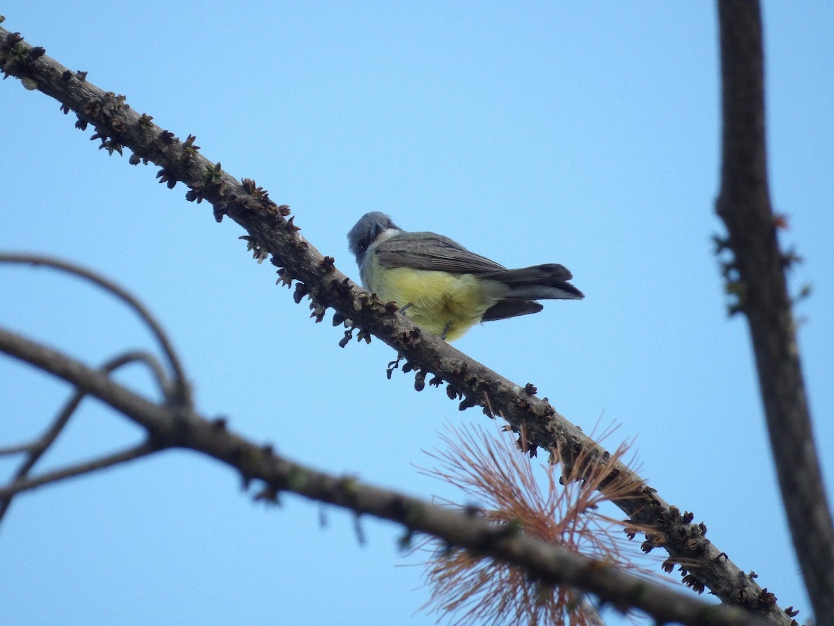 Cassin's Kingbird - ML622168197