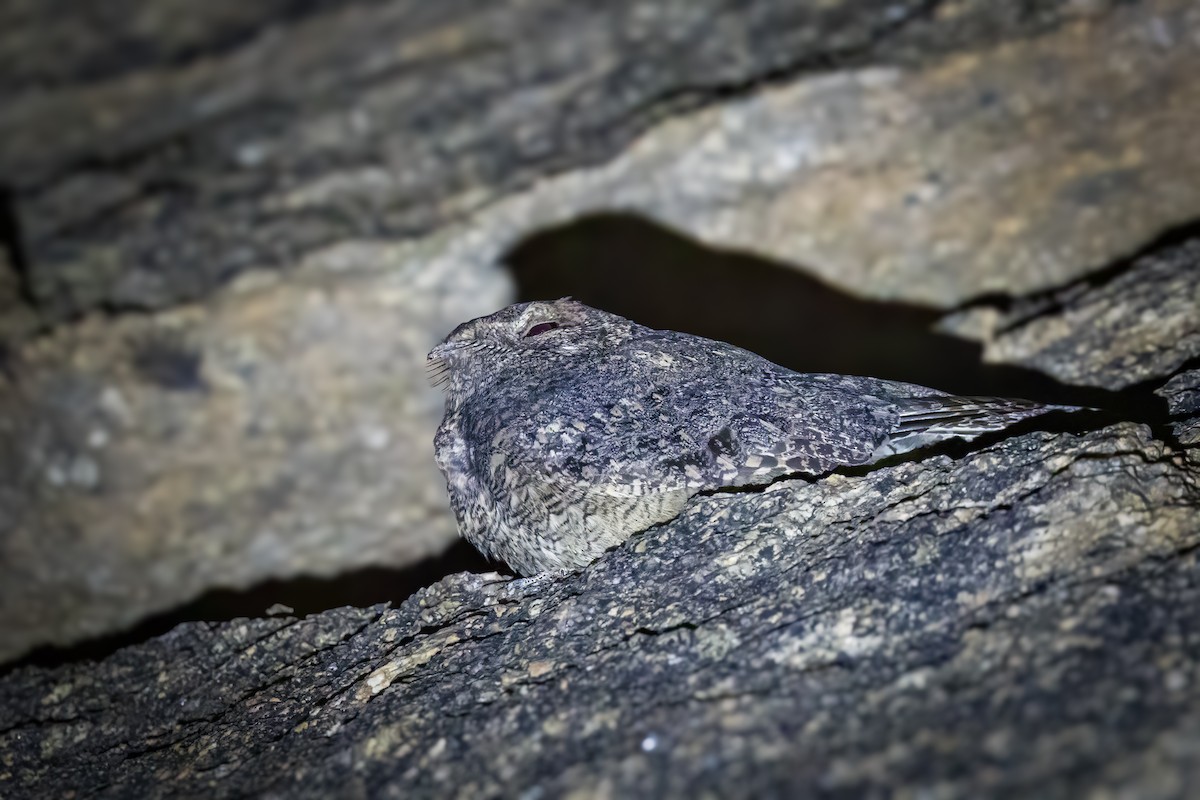 Freckled Nightjar - ML622168201