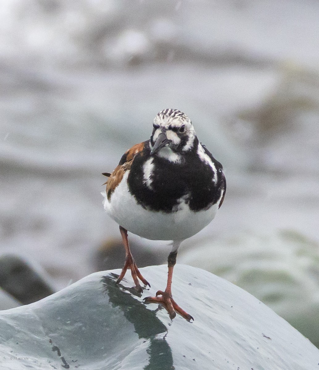 Ruddy Turnstone - ML622168250