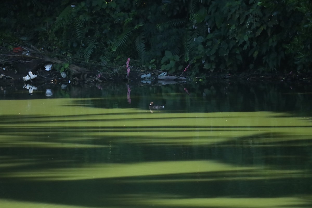 Tufted Duck - Justine Albao