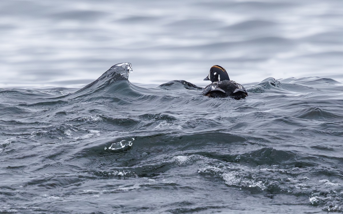 Harlequin Duck - ML622168261