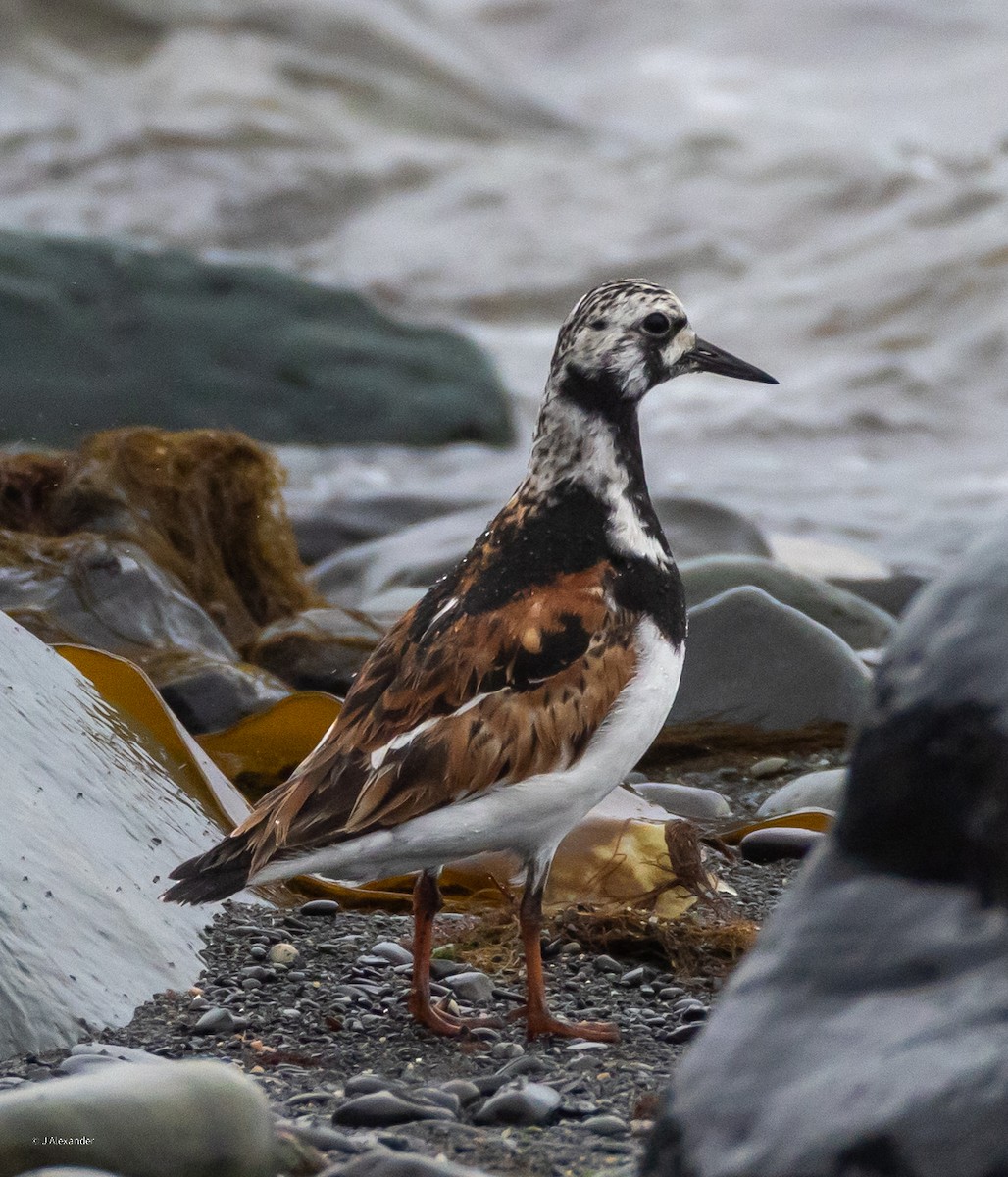 Ruddy Turnstone - ML622168318