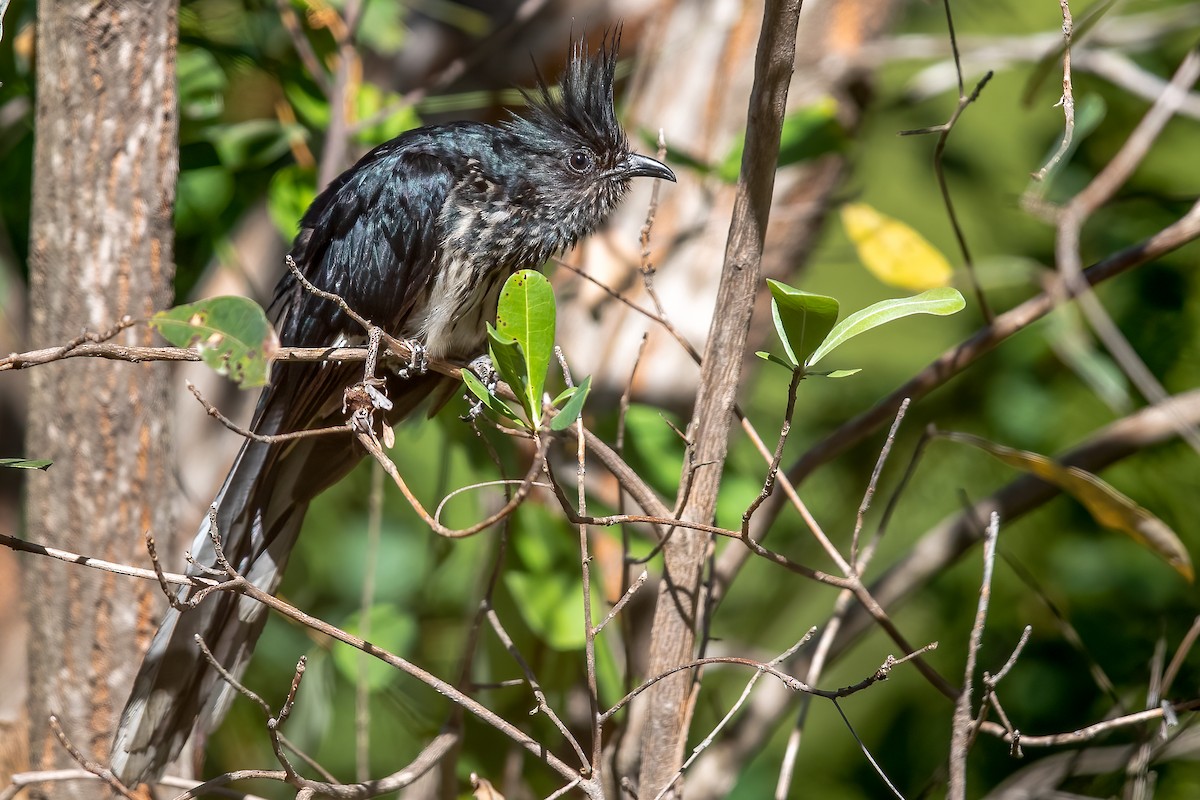 Levaillant's Cuckoo - ML622168330