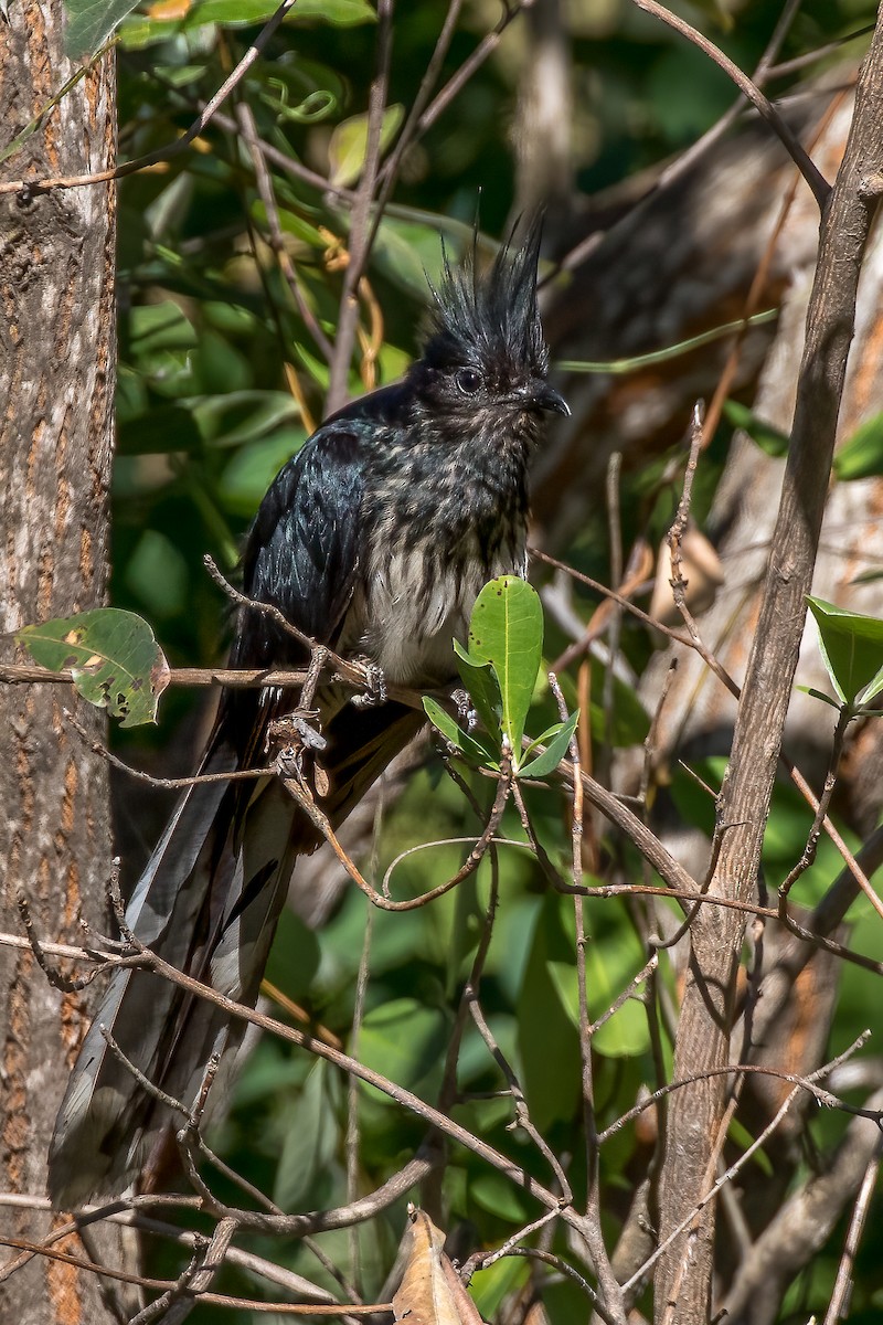 Levaillant's Cuckoo - Mike “Champ” Krzychylkiewicz